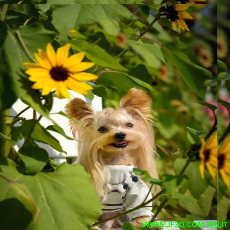 基于SpringBoot2+Vue2的宠物<font color='red'>健</font><font color='red'>康</font>医疗论坛<font color='red'>系</font><font color='red'>统</font>